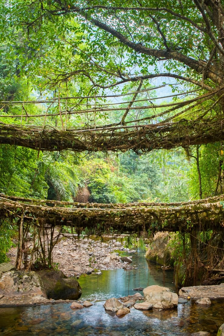Meghalaya Travel Guide 2026 — Living Root Bridges & Waterfalls