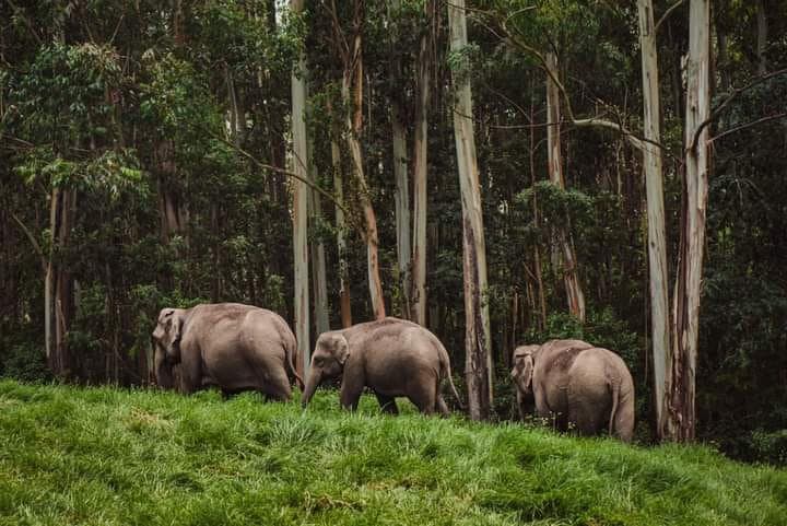 Kerala Hills & Houseboat Tour | 4N/5D — Tour Package | AdventurePedia