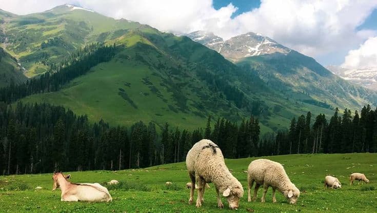 Kashmir Tour Package 5N/6D | Srinagar, Gulmarg, Sonmarg & Pahalgam — Tour Package | AdventurePedia