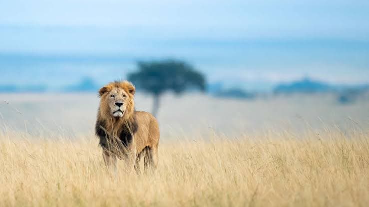 Masai Mara Wilderness Escape — Tour Package | AdventurePedia