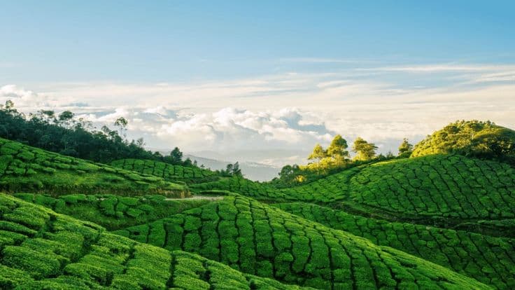 Kerala Tour Package 6N/7D | Munnar, Alleppey & Kovalam — Tour Package | AdventurePedia